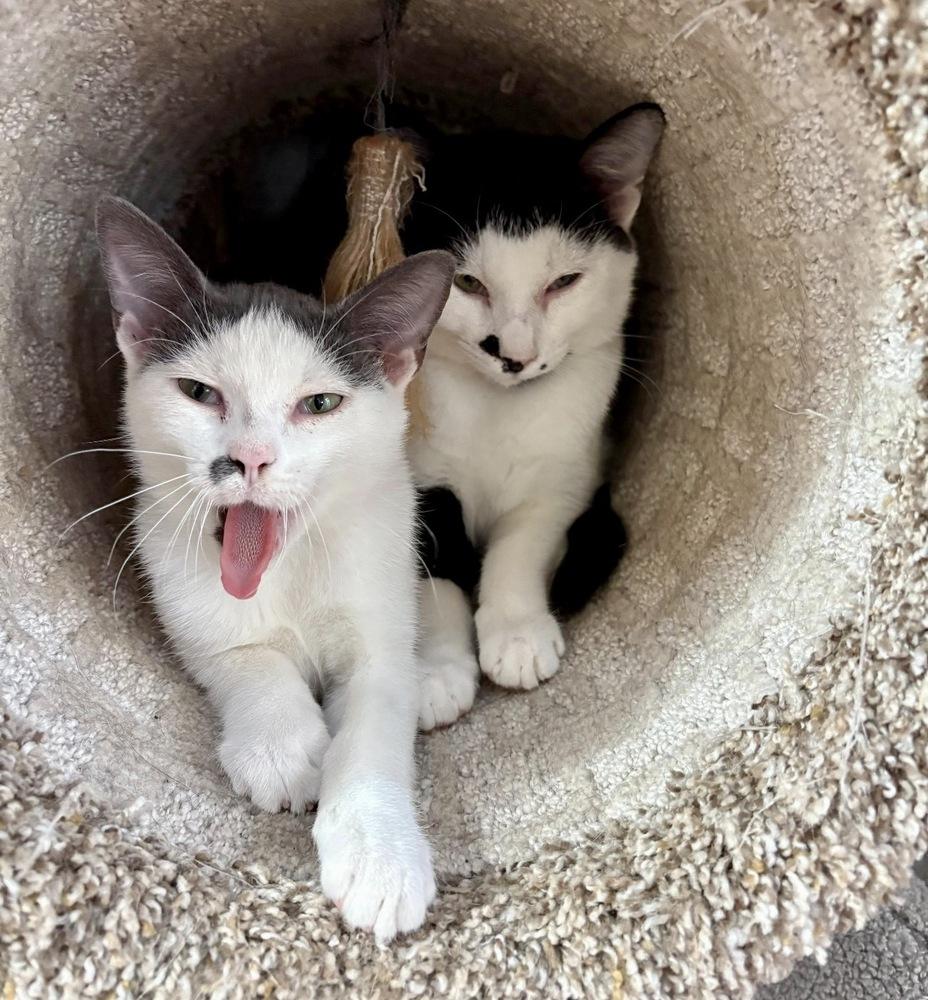 Enlarge Miso, a Adoptable Domestic Short Hair in Lake Wylie, SC image 6/6