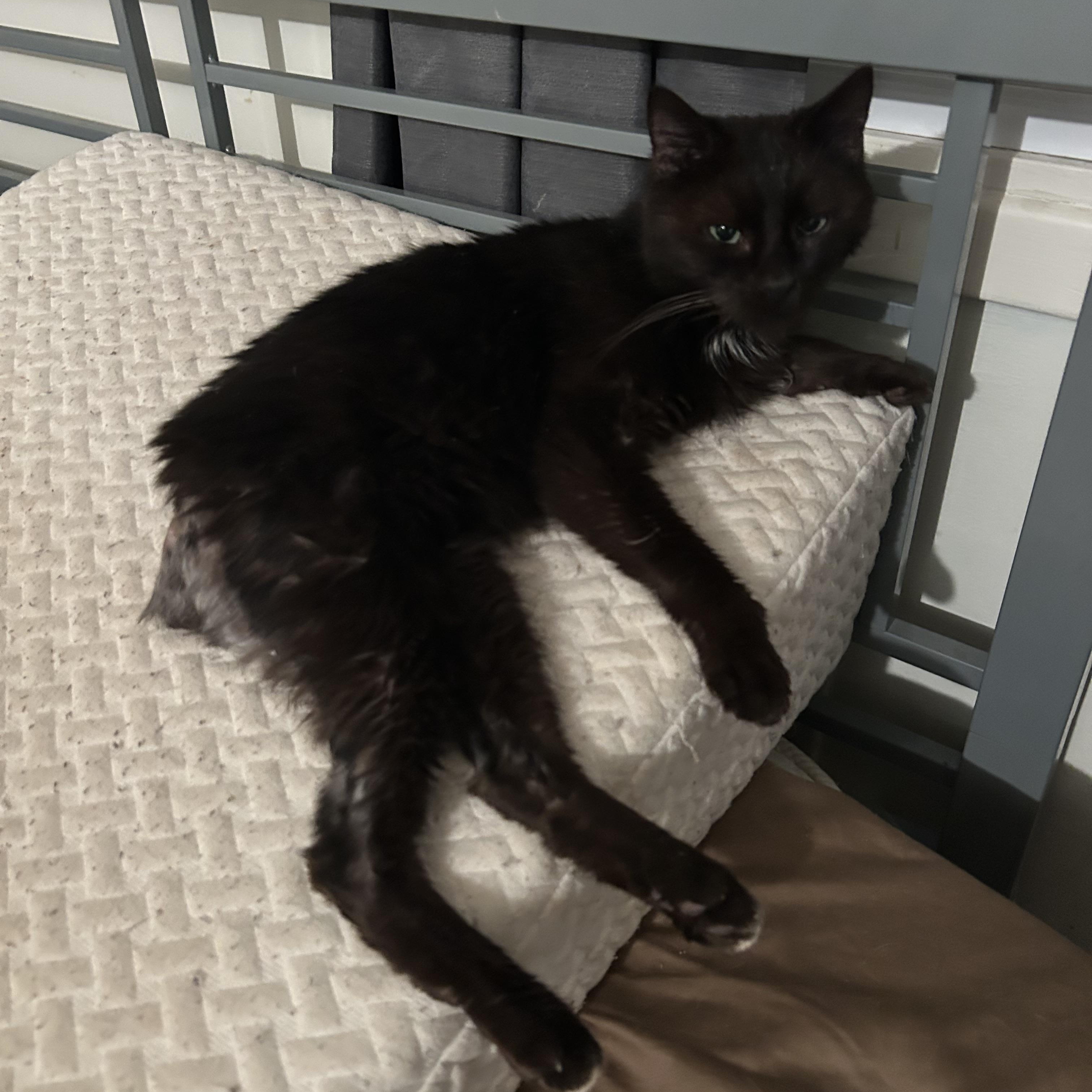 Stormy , adopted, Young Female Domestic Short Hair.