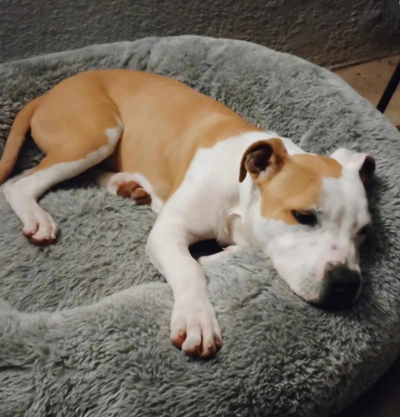 Larry, ADOPTABLE, Puppy Male Pit Bull Terrier & American Bully.