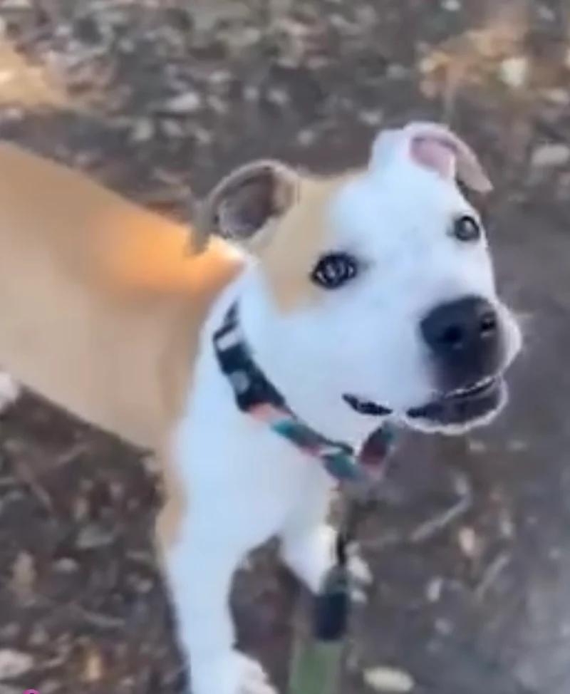 Larry, a ADOPTABLE mixed breed in Santa Clara, CA image 2/4