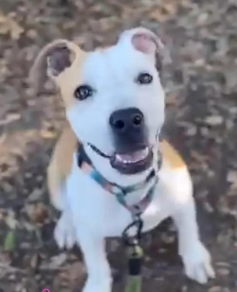 Larry, a ADOPTABLE mixed breed in Santa Clara, CA image 3/4