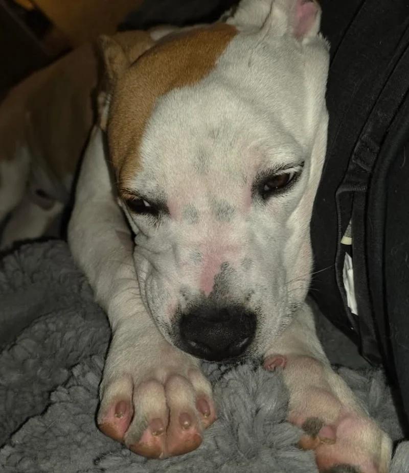 Larry, a ADOPTABLE mixed breed in Santa Clara, CA image 4/4