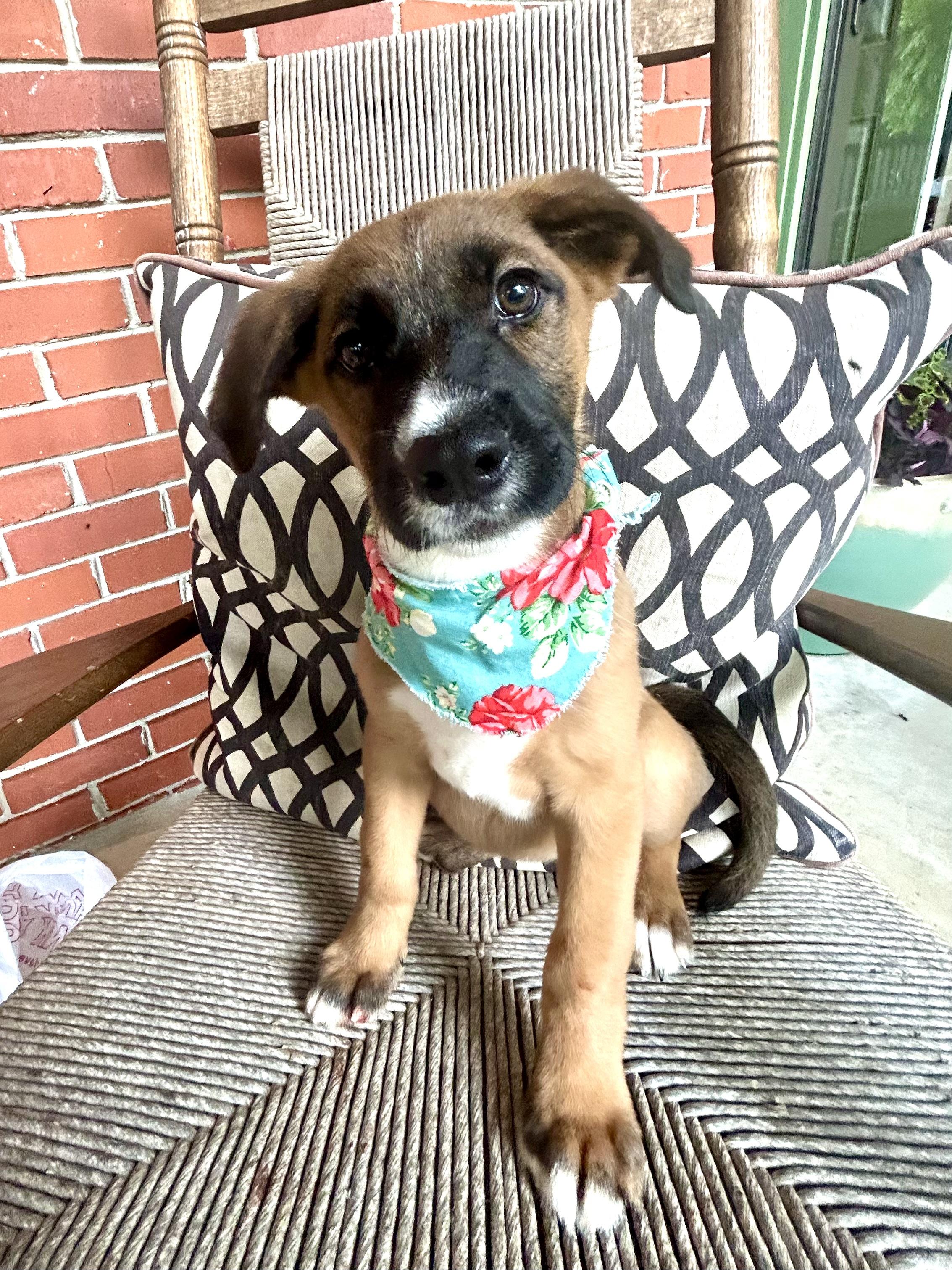 JOANIE, Baby Female Shepherd