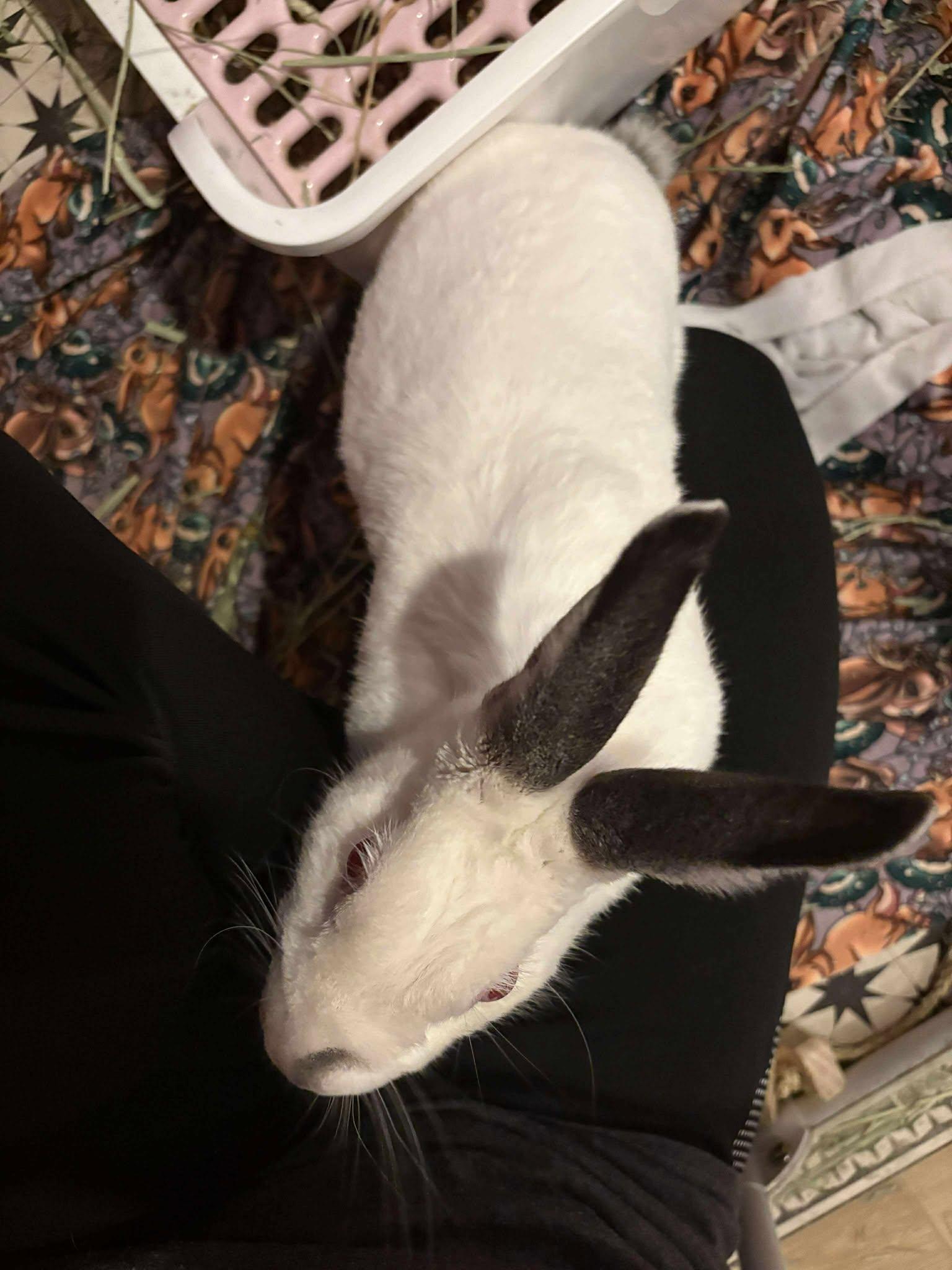 Enlarge Twila, a Adopted Californian in Wichita, KS image 6/6