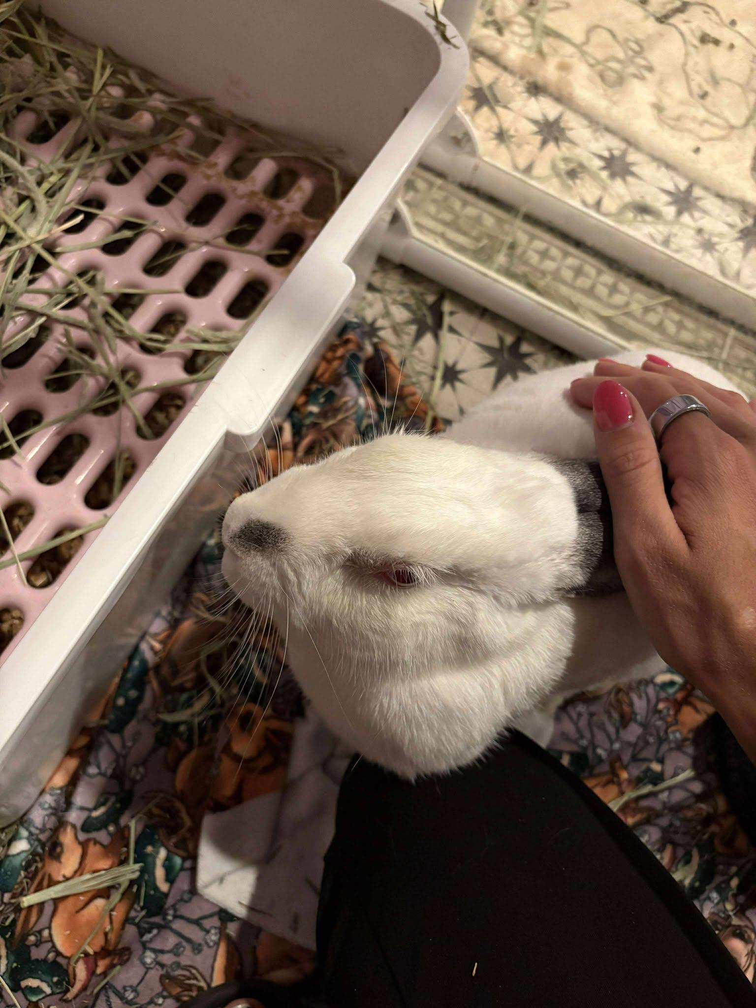 Enlarge Twila, a Adopted Californian in Wichita, KS image 2/6