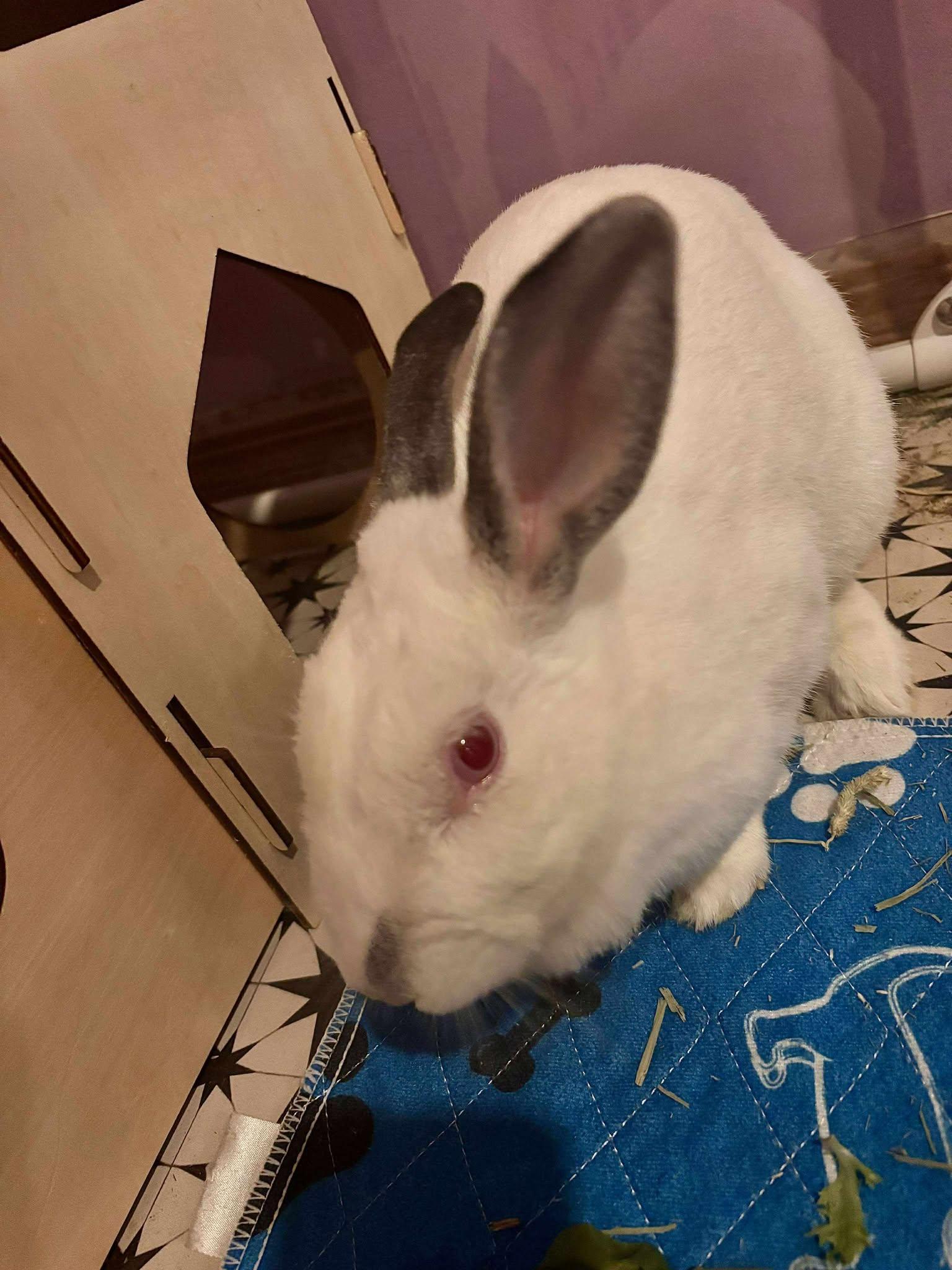 Enlarge Twila, a Adopted Californian in Wichita, KS image 4/6