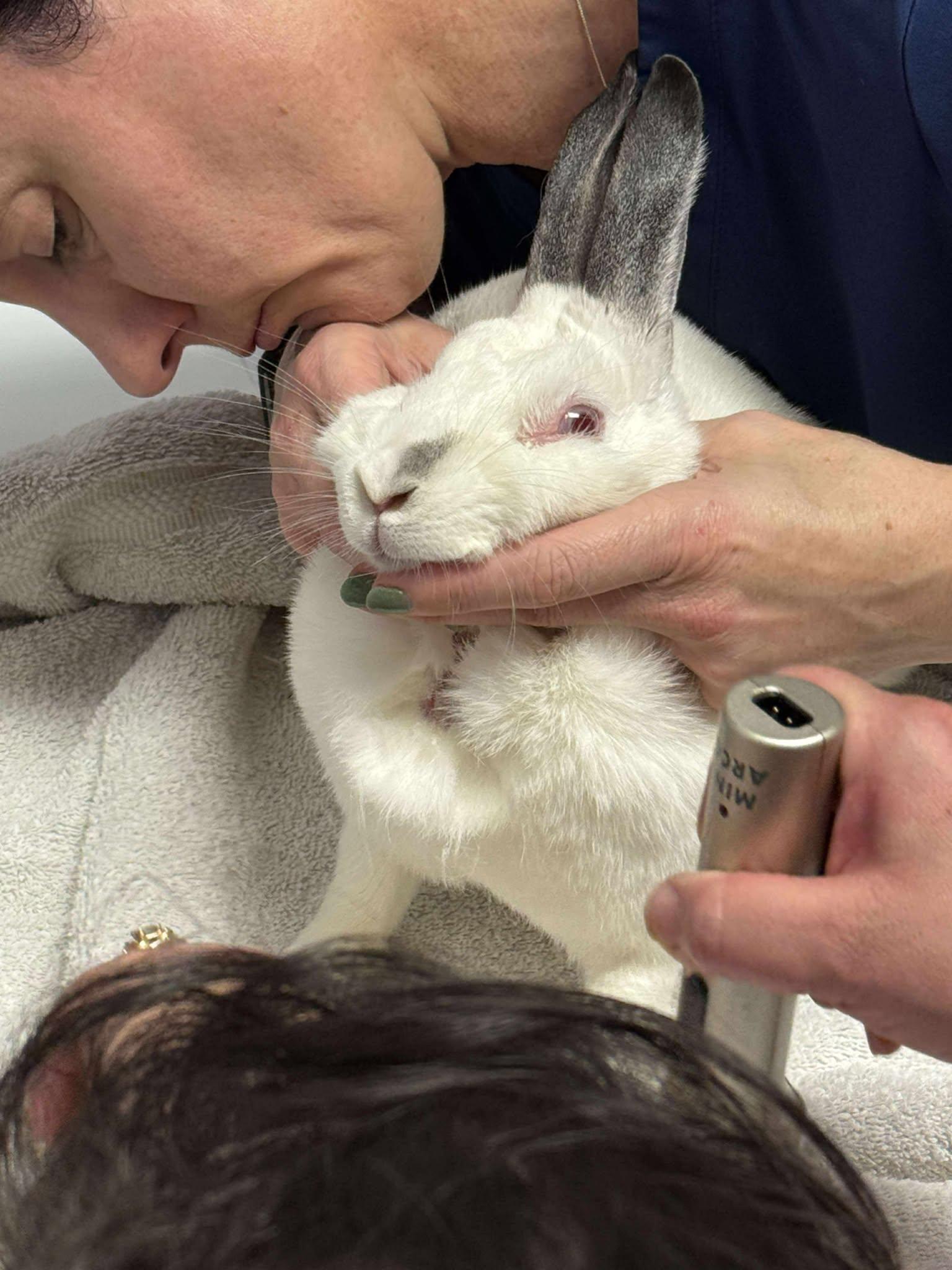 Enlarge Twila, a Adopted Californian in Wichita, KS image 5/6