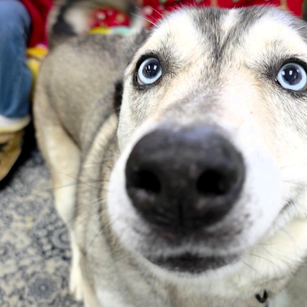 Enlarge Dezna, a Adoptable Husky in Michigan City, IN image 3/6