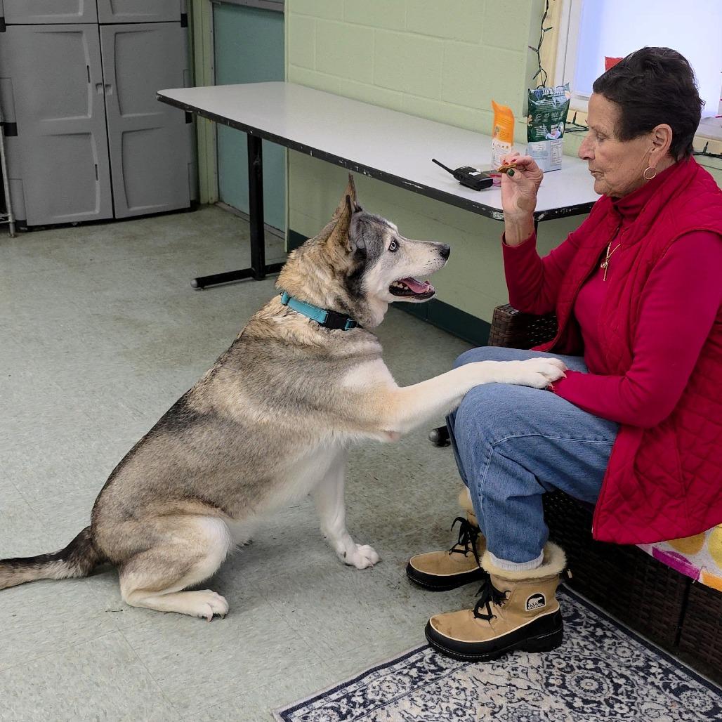Enlarge Dezna, a Adoptable Husky in Michigan City, IN image 4/6