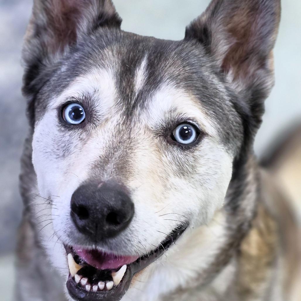 Enlarge Dezna, a Adoptable Husky in Michigan City, IN image 5/6