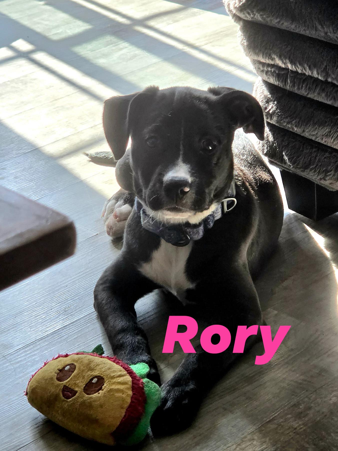 Enlarge Rory, a ADOPTABLE mixed breed in Elburn, IL image 3/5
