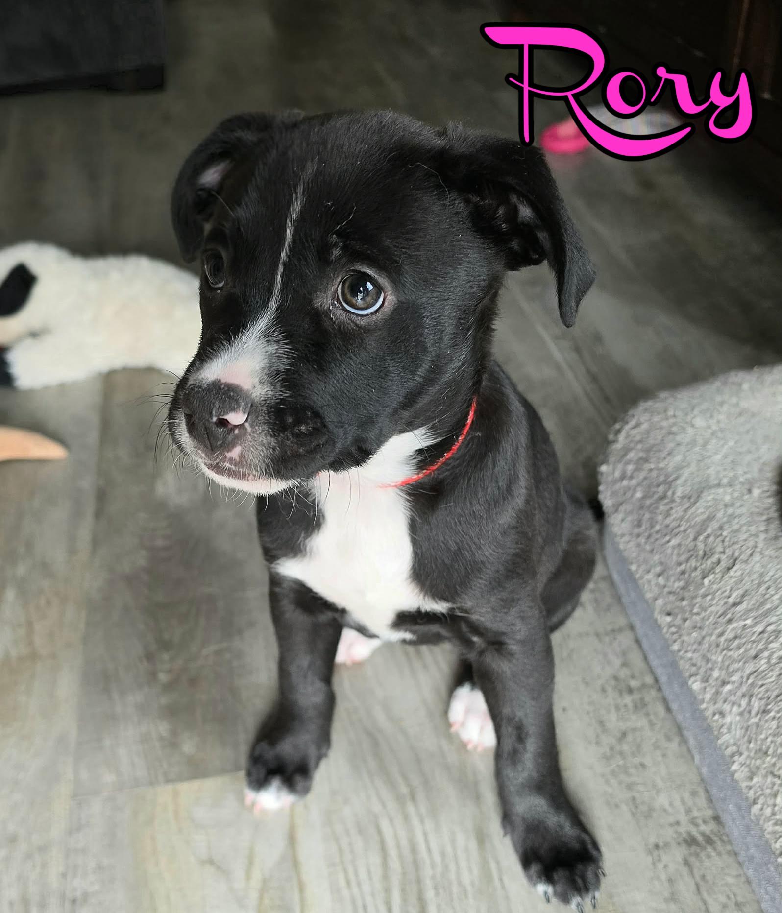 Enlarge Rory, a ADOPTABLE mixed breed in Elburn, IL image 3/3
