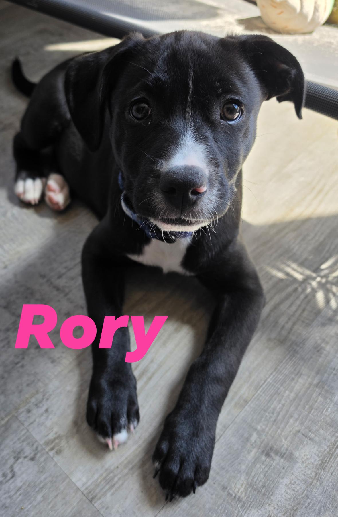 Enlarge Rory, a ADOPTABLE mixed breed in Elburn, IL image 2/5