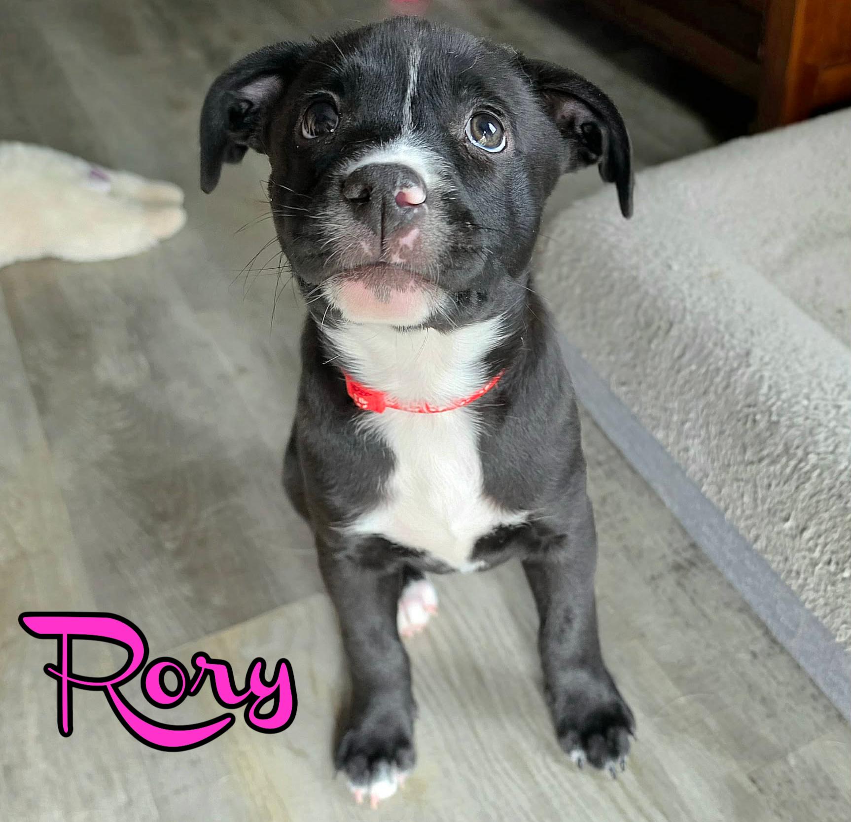 Enlarge Rory, a ADOPTABLE mixed breed in Elburn, IL image 1/3