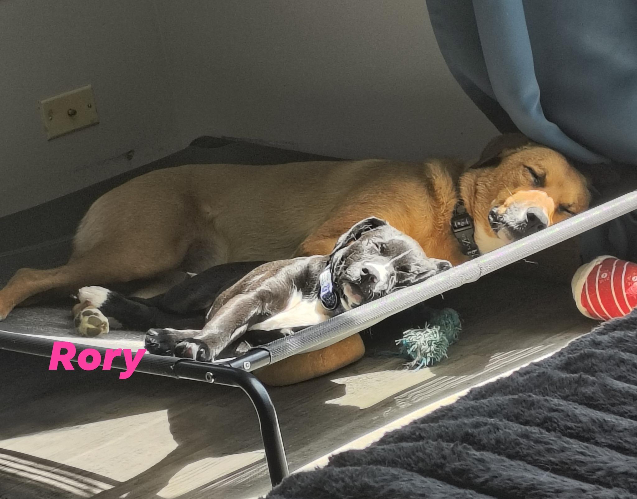 Enlarge Rory, a ADOPTABLE mixed breed in Elburn, IL image 5/5