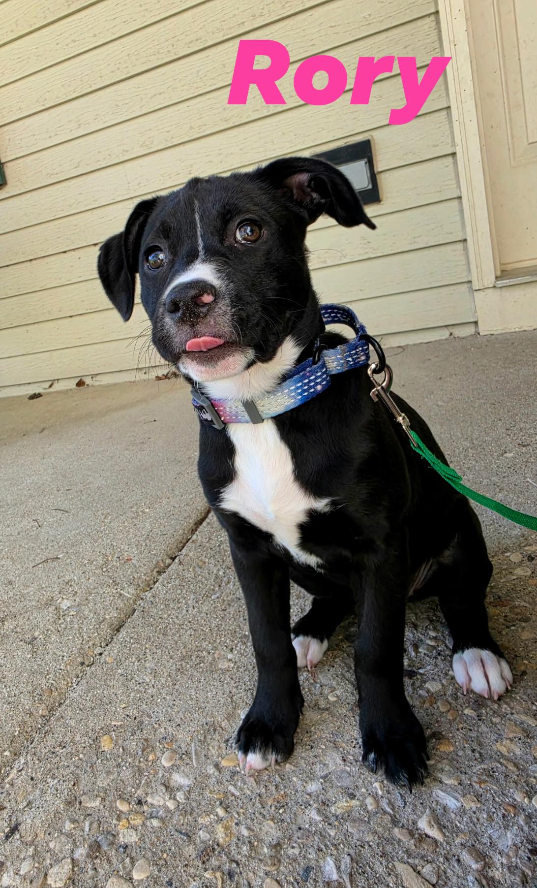 Rory, ADOPTABLE, Young Female Boxer.