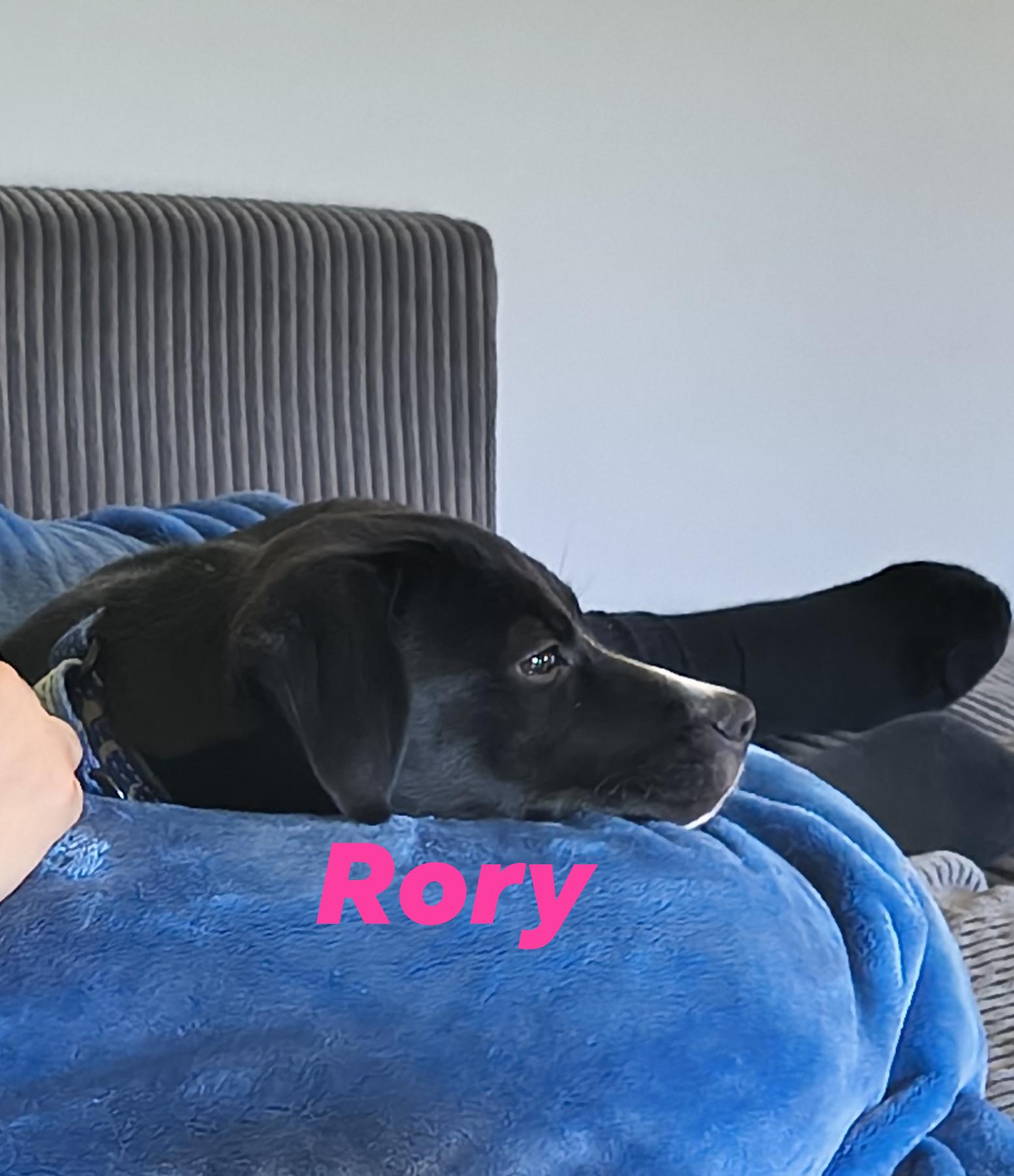 Enlarge Rory, a ADOPTABLE mixed breed in Elburn, IL image 4/5