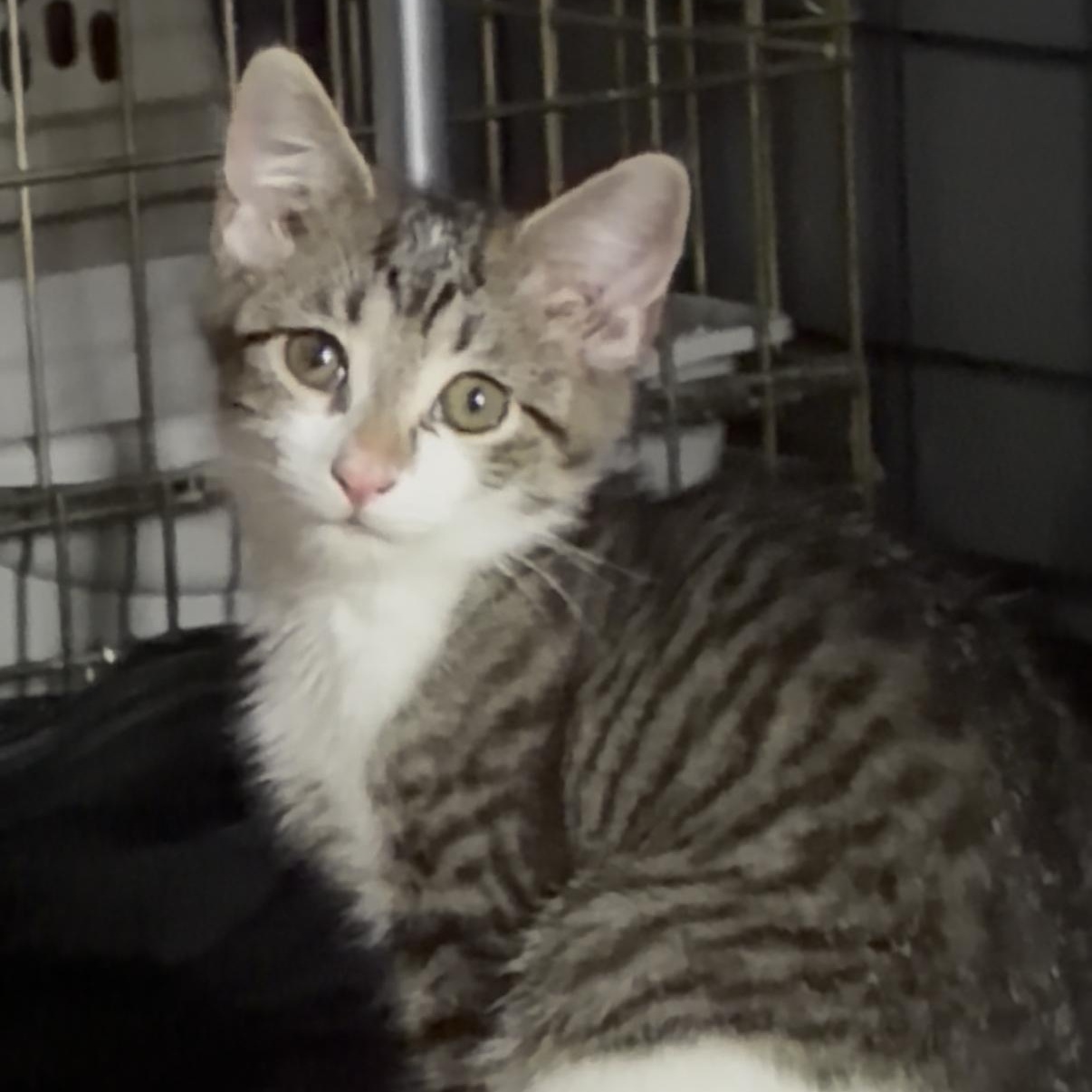 June, Adoptable, Kitten Female Calico & Tabby.