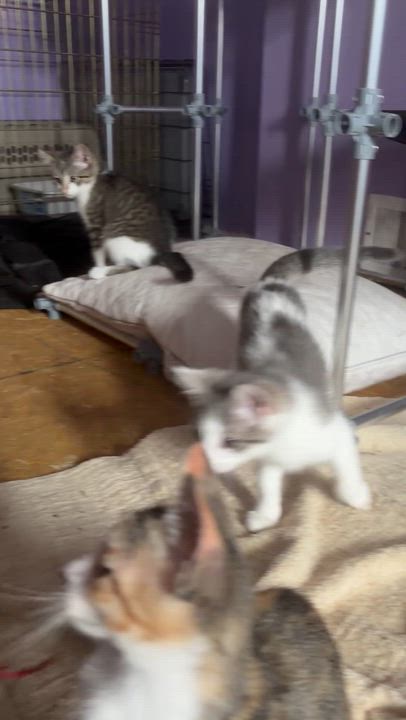 Enlarge June, a Adoptable mixed breed in Newark valley, NY video 4/4
