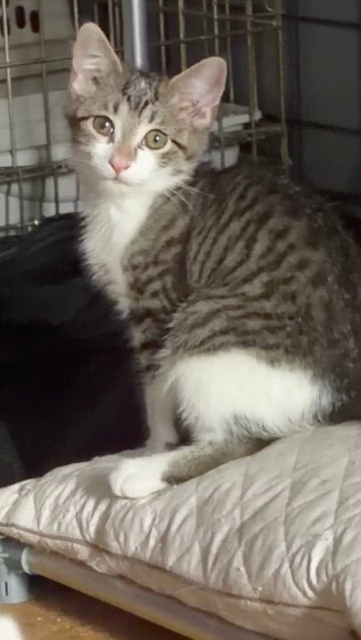 Enlarge June, a Adoptable mixed breed in Newark valley, NY video 3/4