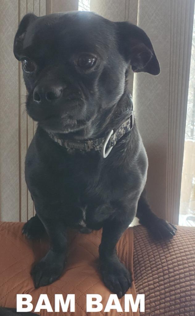 Enlarge Bam Bam, a Adoptable mixed breed in Owatonna, MN image 1/1