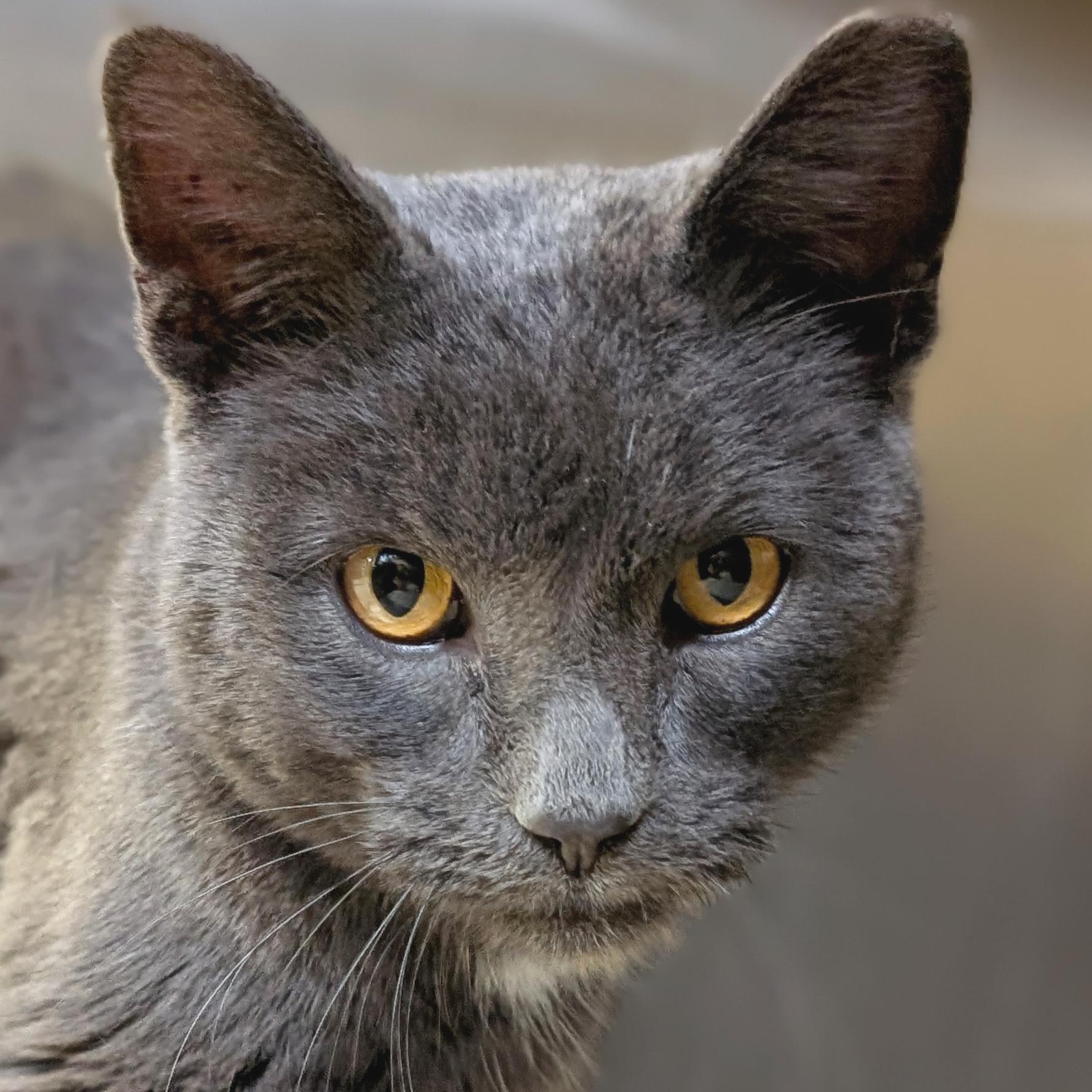 Oscar, ADOPTABLE, Adult Male Domestic Short Hair.