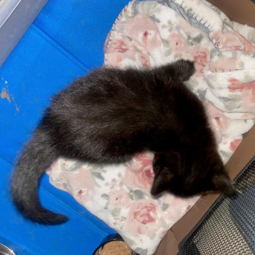 Girlfriend, a Adoptable Domestic Short Hair in Meridian, ID image 1/3