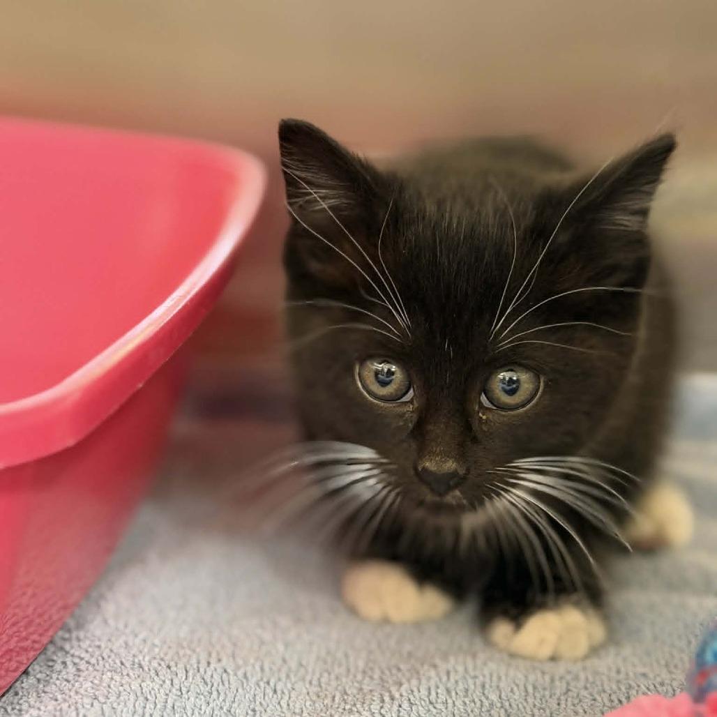 Girlfriend, a Adoptable Domestic Short Hair in Meridian, ID image 3/3