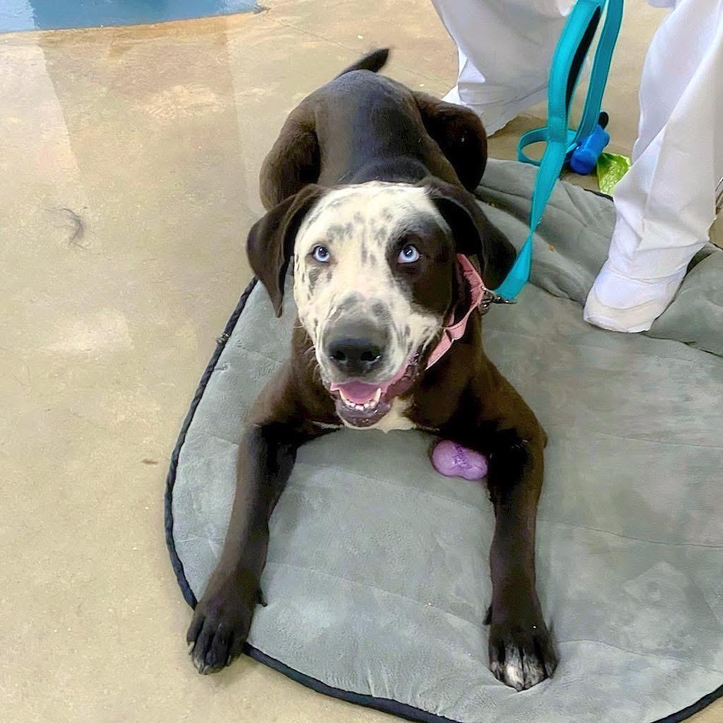 Celeste — thumbnail 5