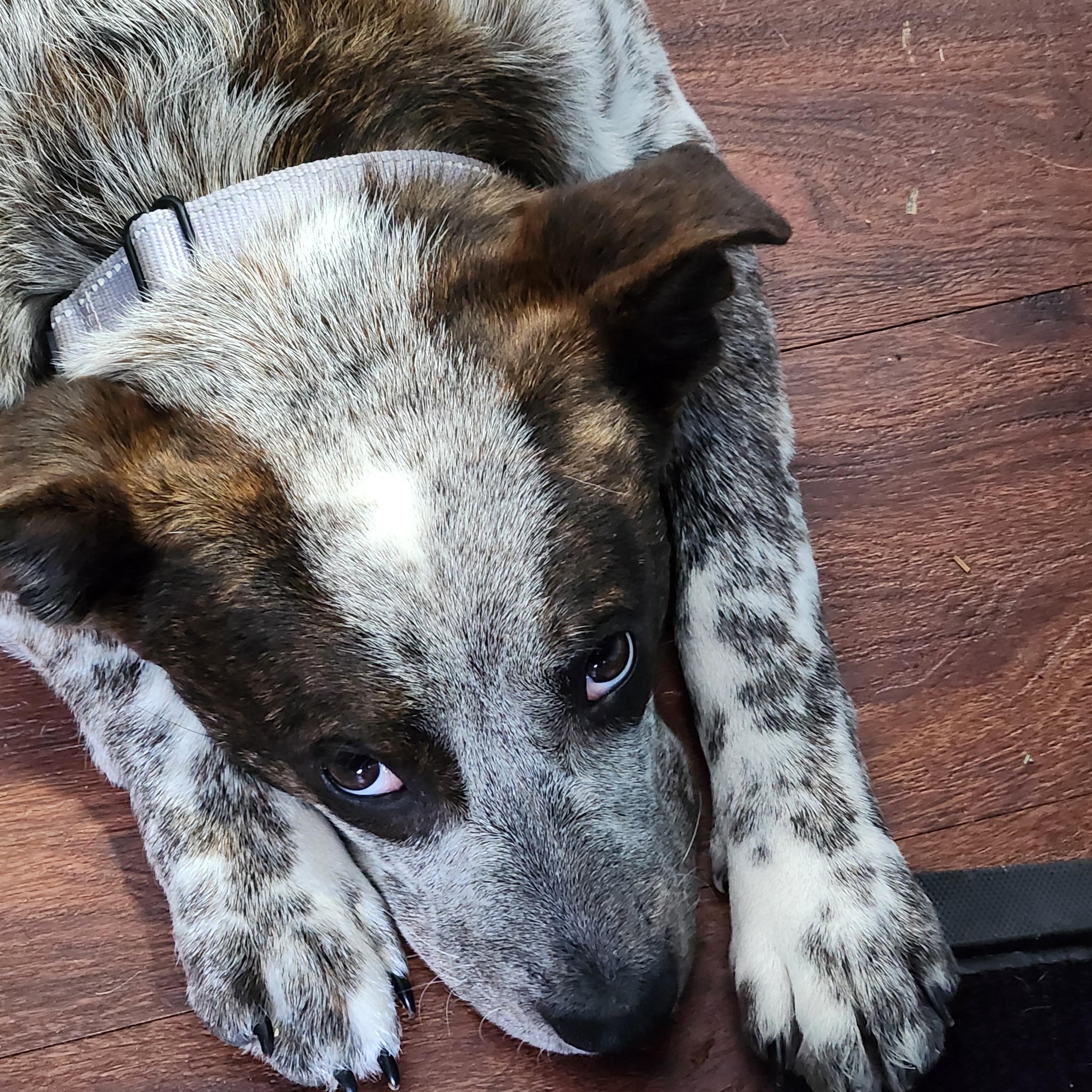 Dewey, a Adoptable mixed breed in Garden City, NY image 5/6