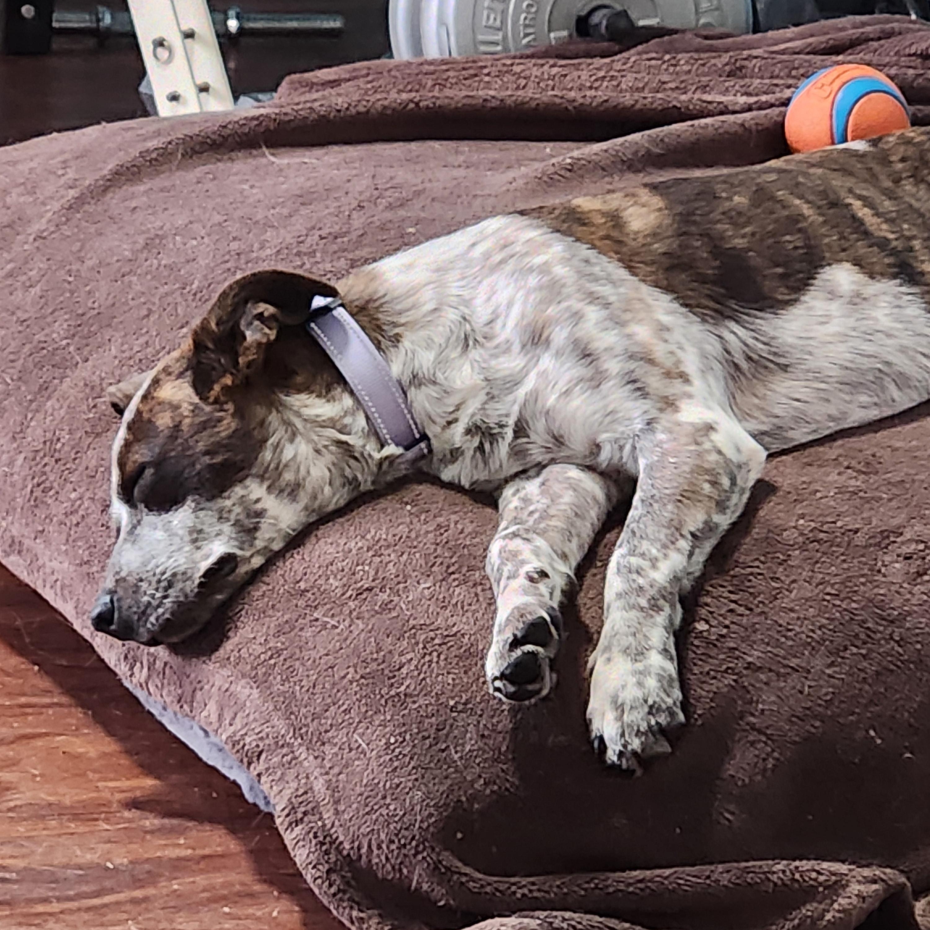 Dewey, a Adoptable mixed breed in Albany, NY image 3/4