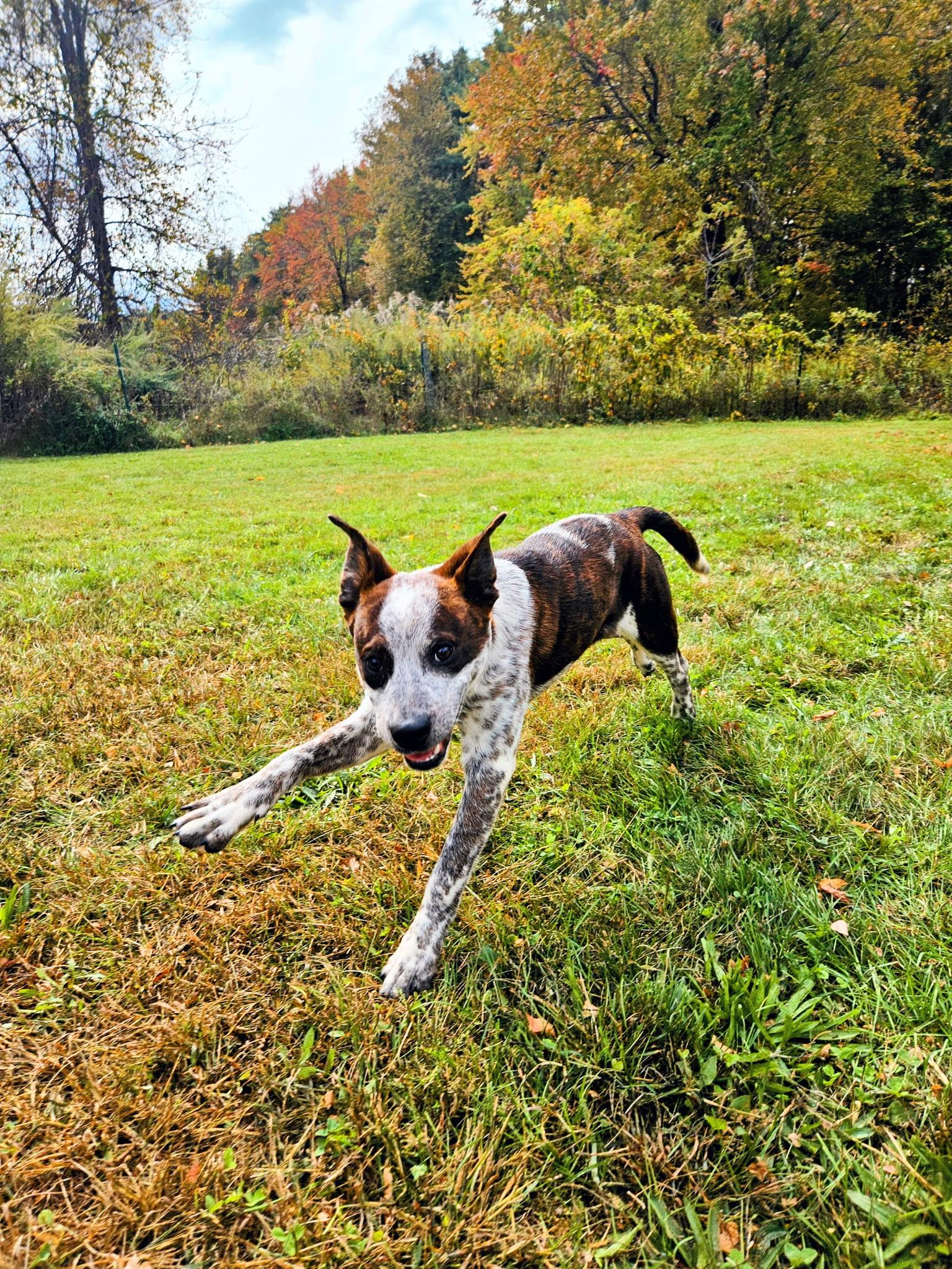 Dewey, a Adoptable mixed breed in Albany, NY image 1/4