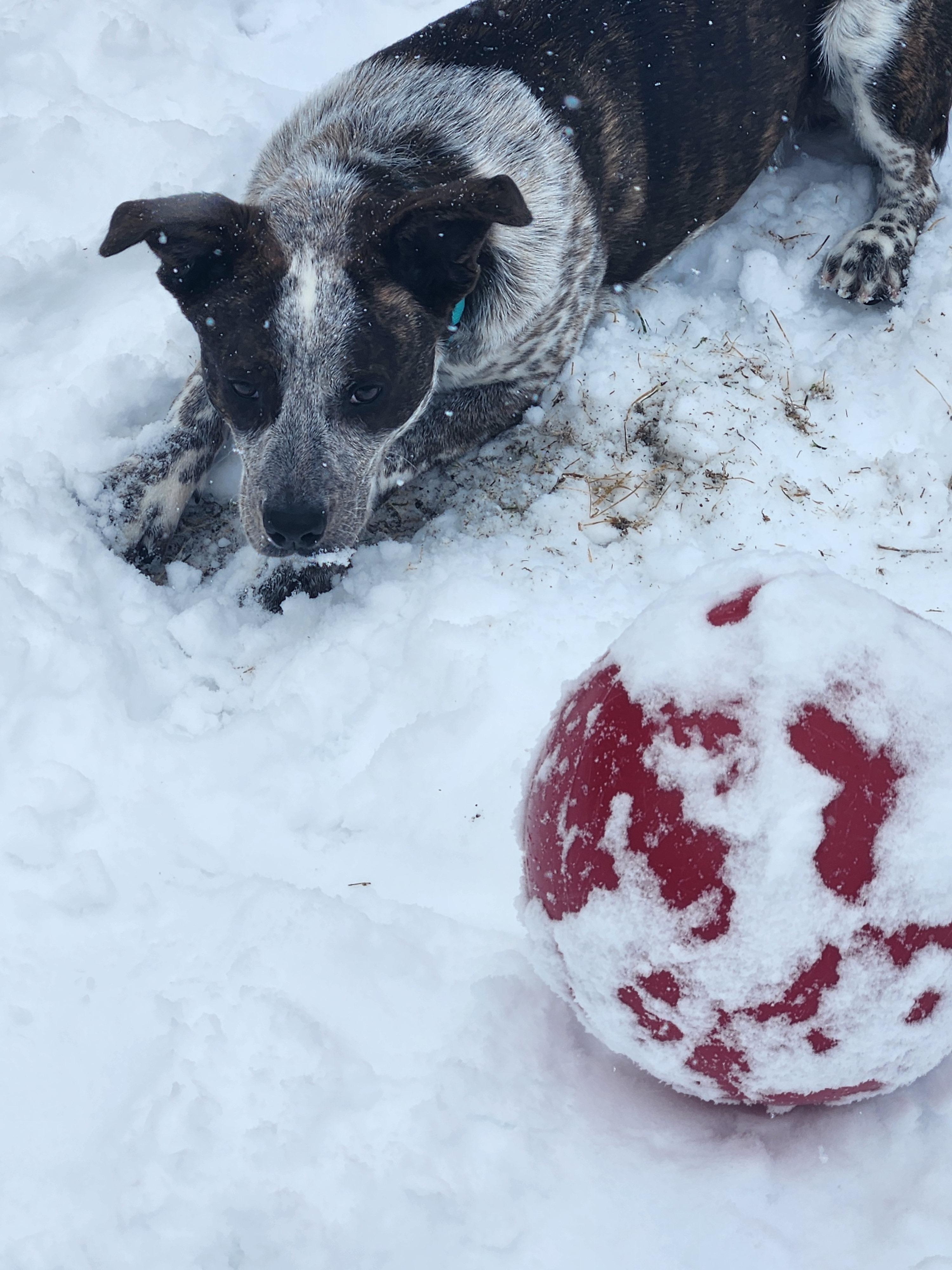 Dewey, a Adoptable mixed breed in Garden City, NY image 6/6