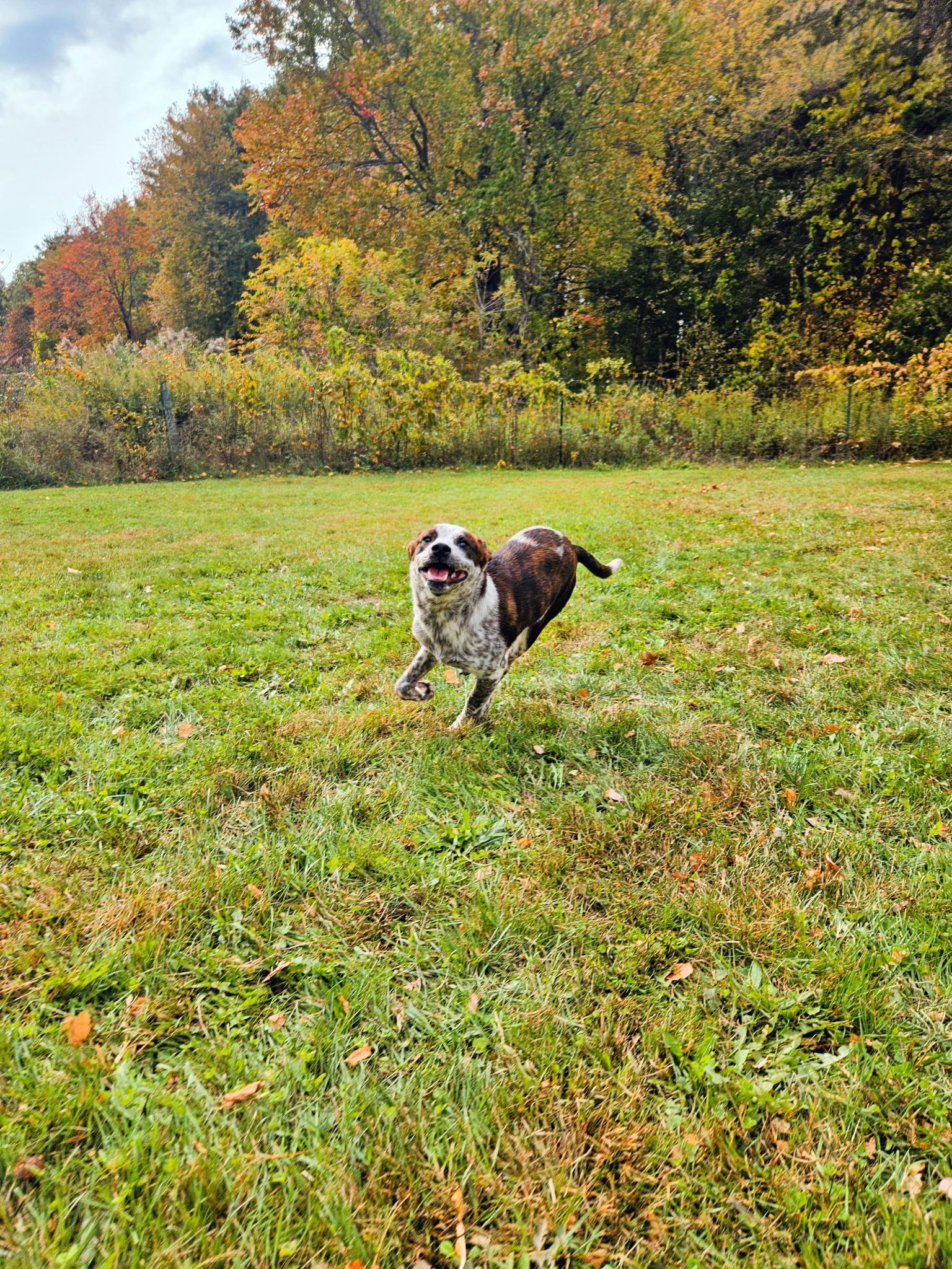 Dewey, a Adoptable mixed breed in Albany, NY image 4/4