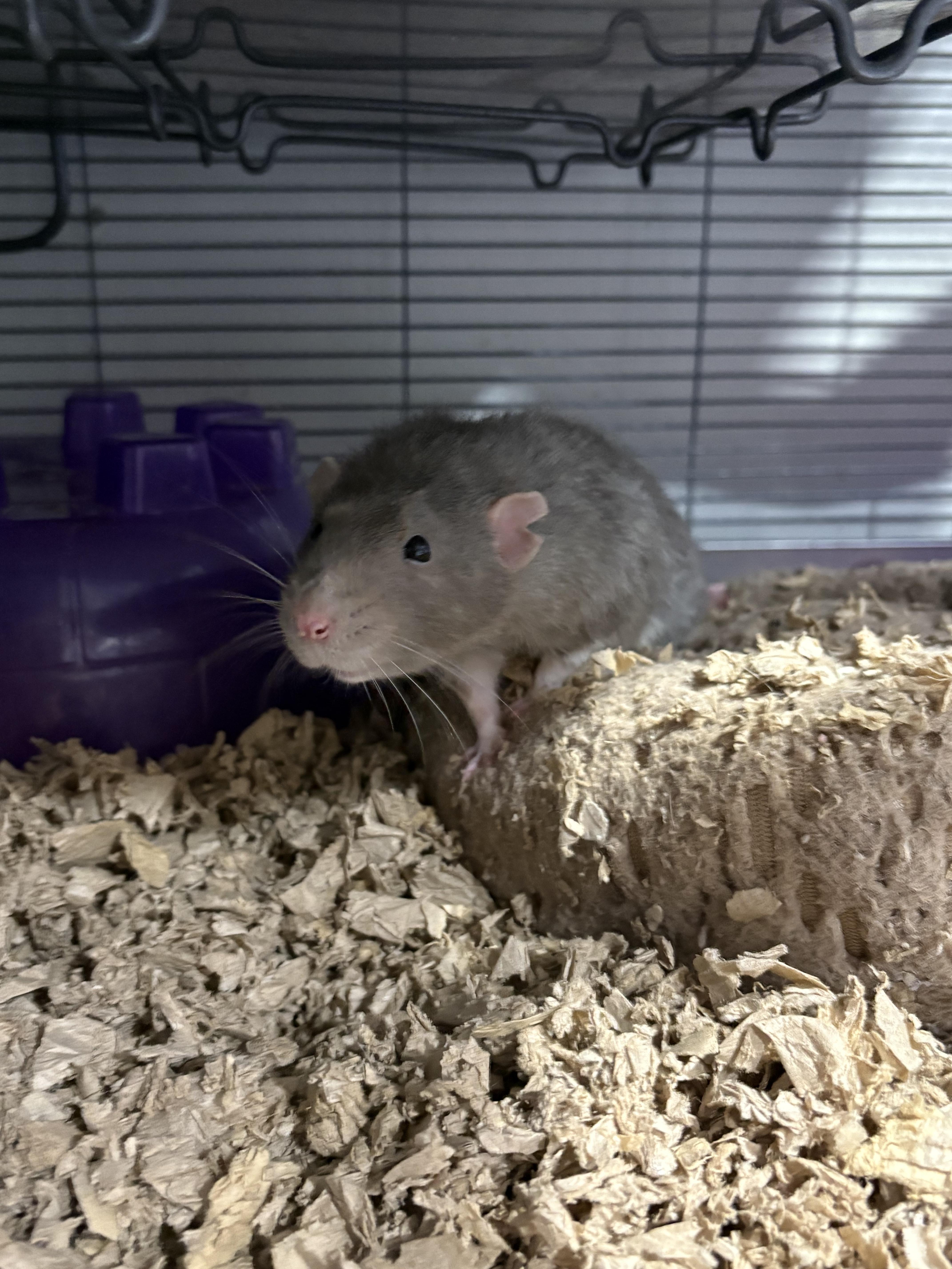 Remi & Reggie, Adoptable, Senior Male Rat.