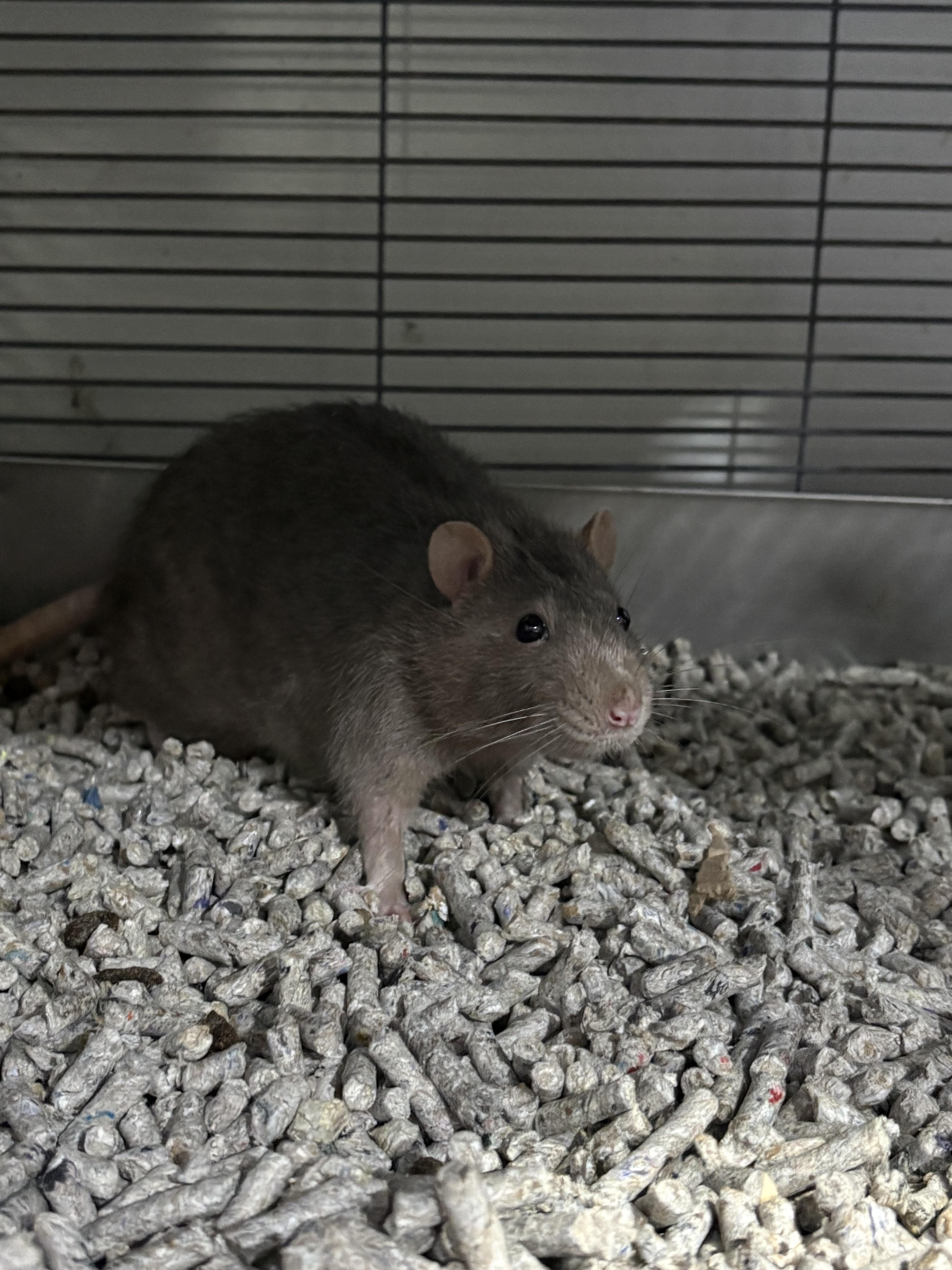 Enlarge Remi & Reggie, a Adoptable Rat in Howell, NJ image 2/2