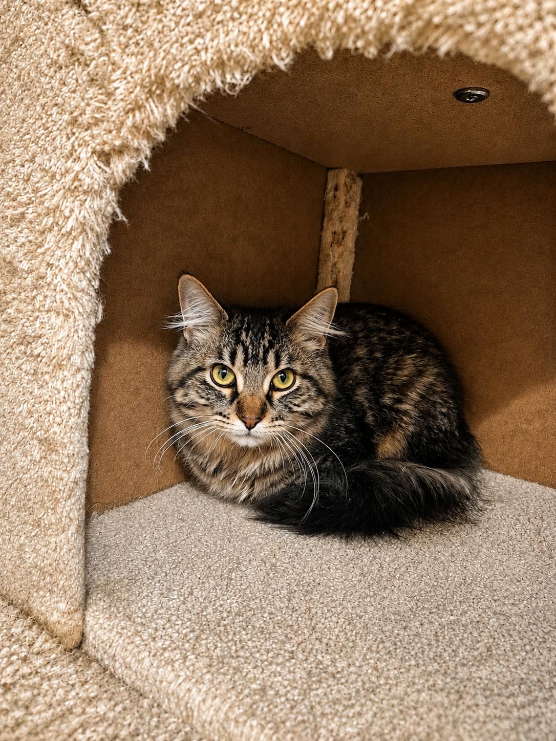 Enlarge Cindy, a Adoptable Domestic Medium Hair in Rio Linda, CA image 1/1