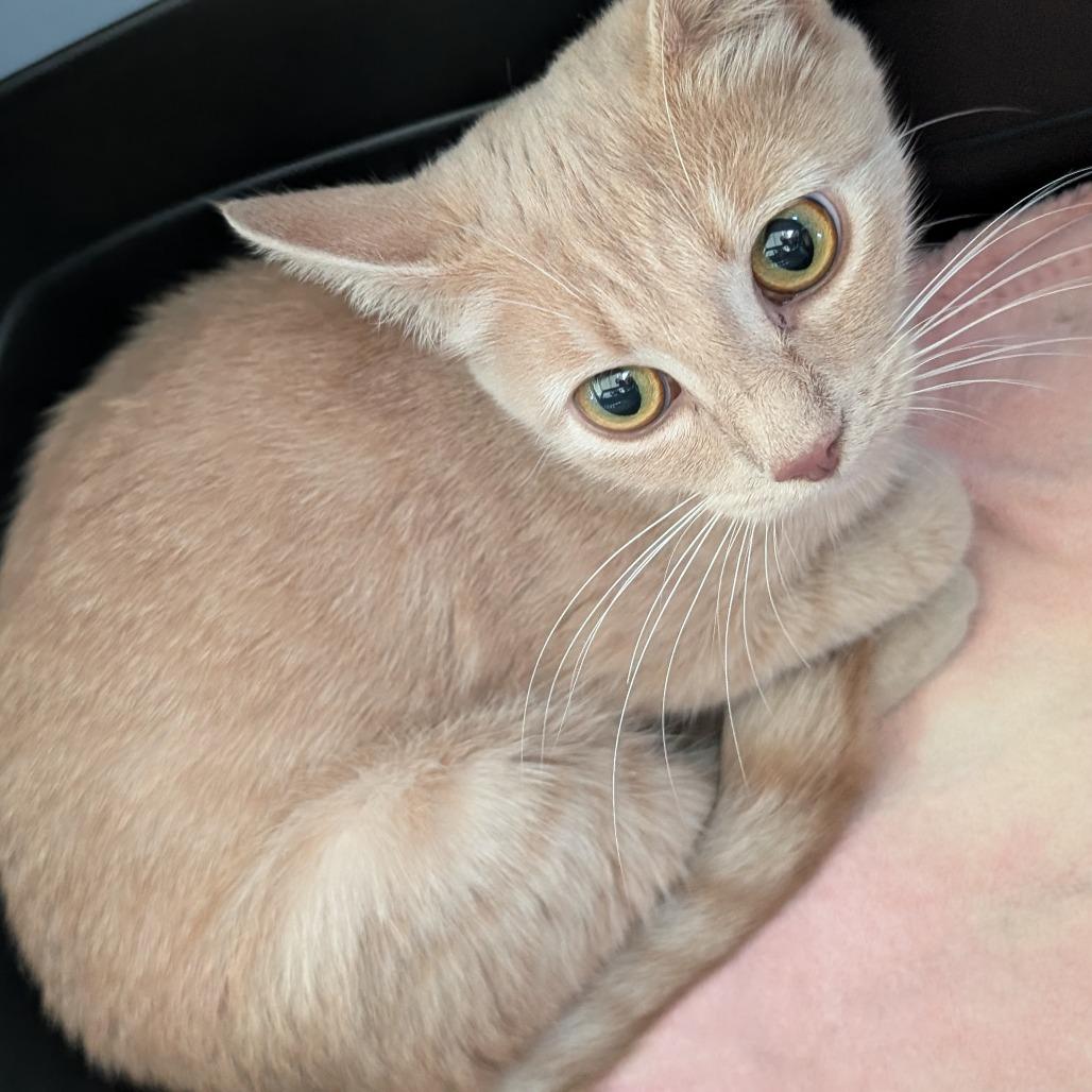 Enlarge Jennifur, a Adoptable Domestic Short Hair in Asheville, NC image 1/2