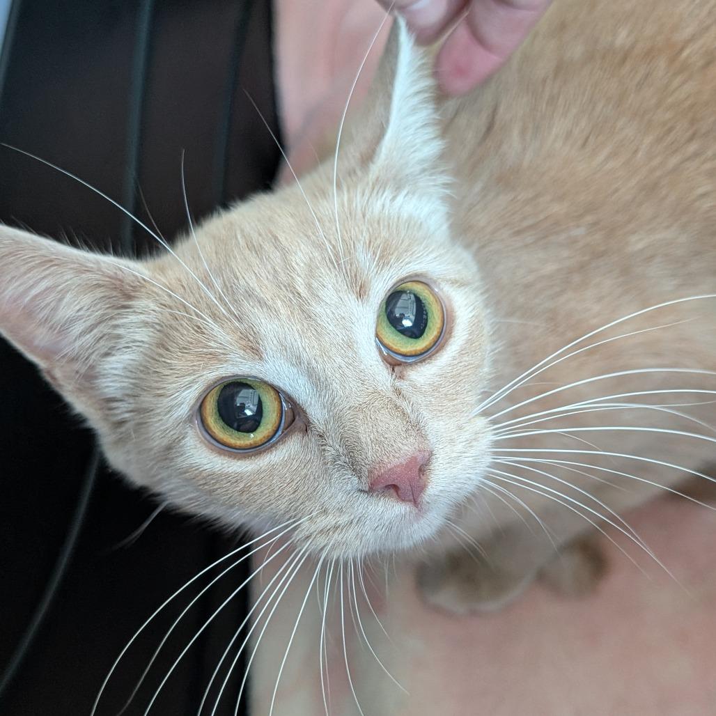 Enlarge Jennifur, a Adoptable Domestic Short Hair in Asheville, NC image 2/2