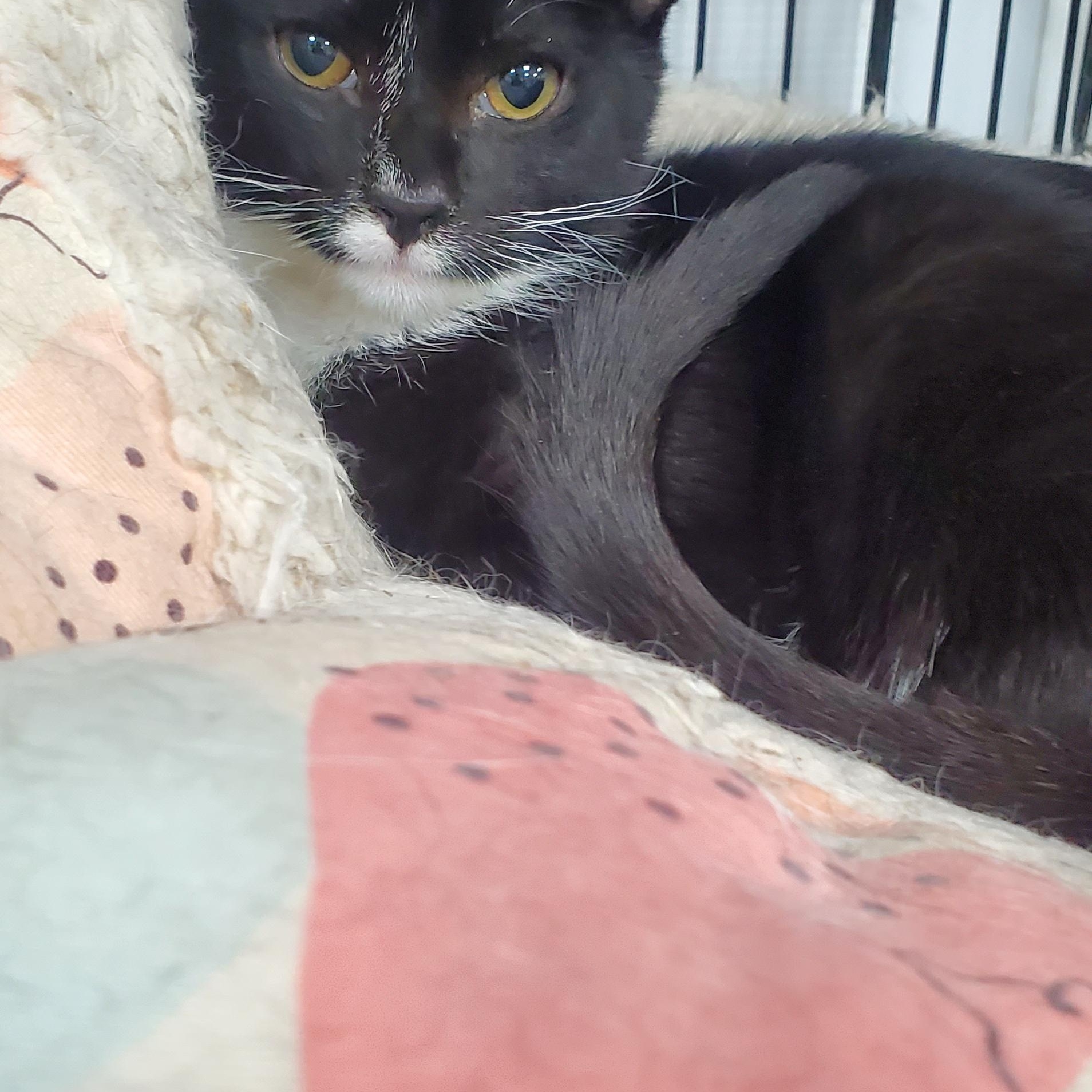 Canelo, ADOPTABLE, Young Male Domestic Short Hair.