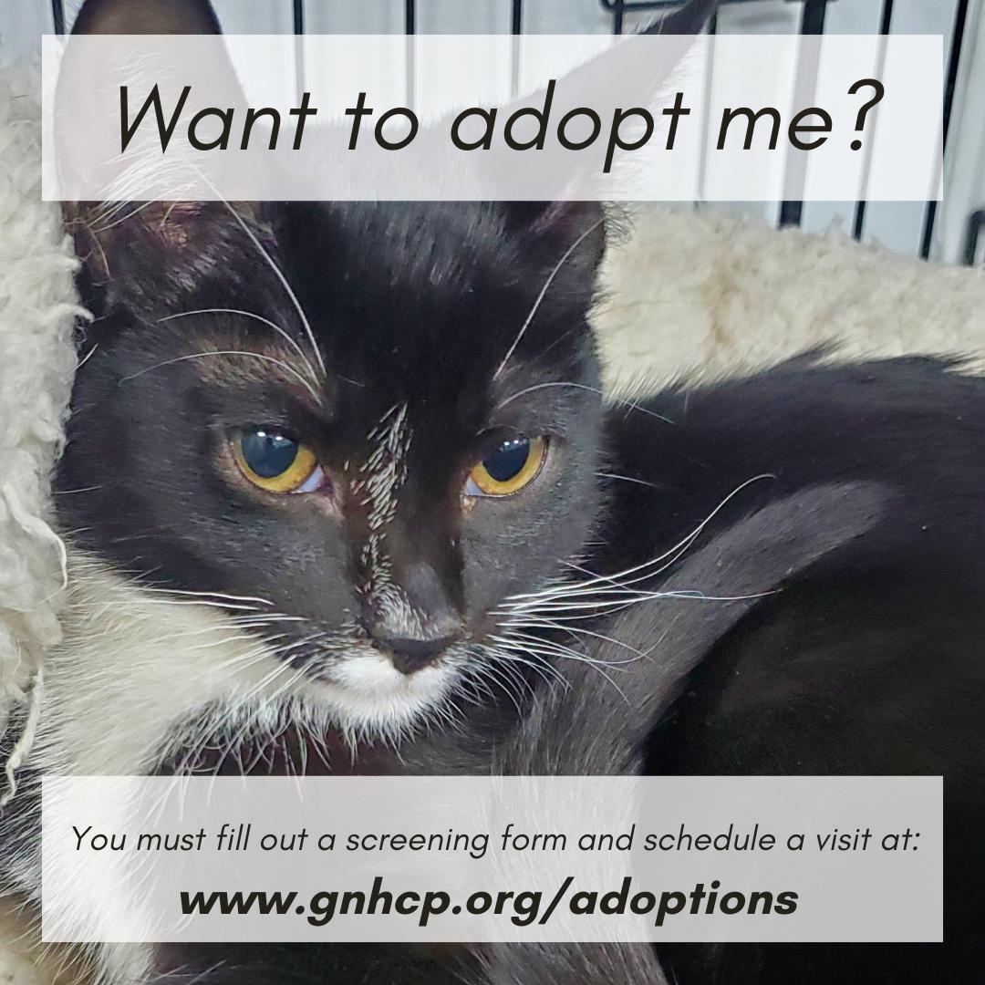 Enlarge Canelo, a ADOPTABLE Domestic Short Hair in New Haven, CT image 2/3