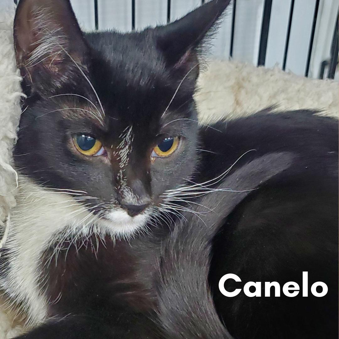 Canelo, ADOPTABLE, Young Male Domestic Short Hair.
