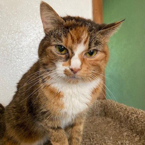 Enlarge Emma (Diabetic), a Adoptable American Shorthair in Pikesville, MD image 1/3
