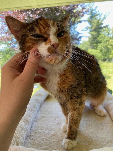 Enlarge Emma (Diabetic), a Adoptable American Shorthair in Pikesville, MD image 2/3
