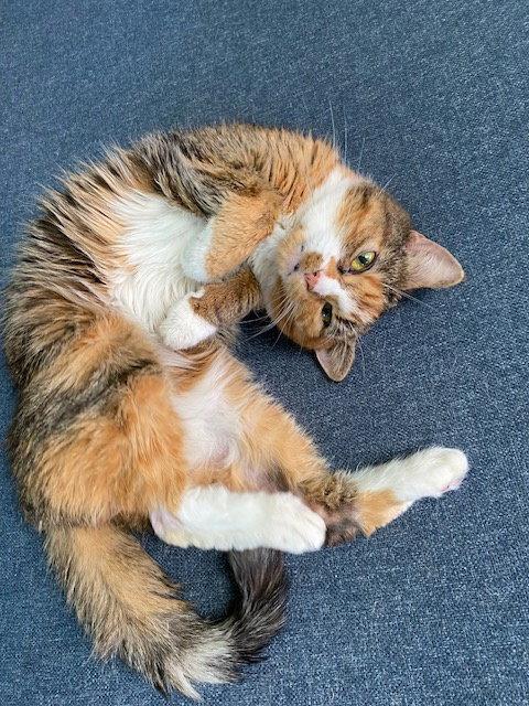 Enlarge Emma (Diabetic), a Adoptable American Shorthair in Pikesville, MD image 3/3