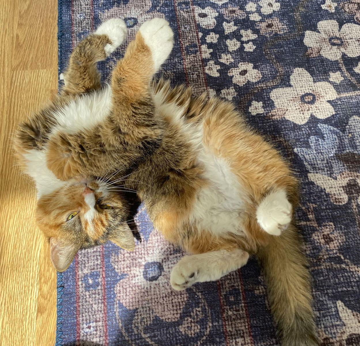 Enlarge Emma (Tiny Senior Sweetheart!), a Adoptable American Shorthair in Pikesville, MD image 2/3