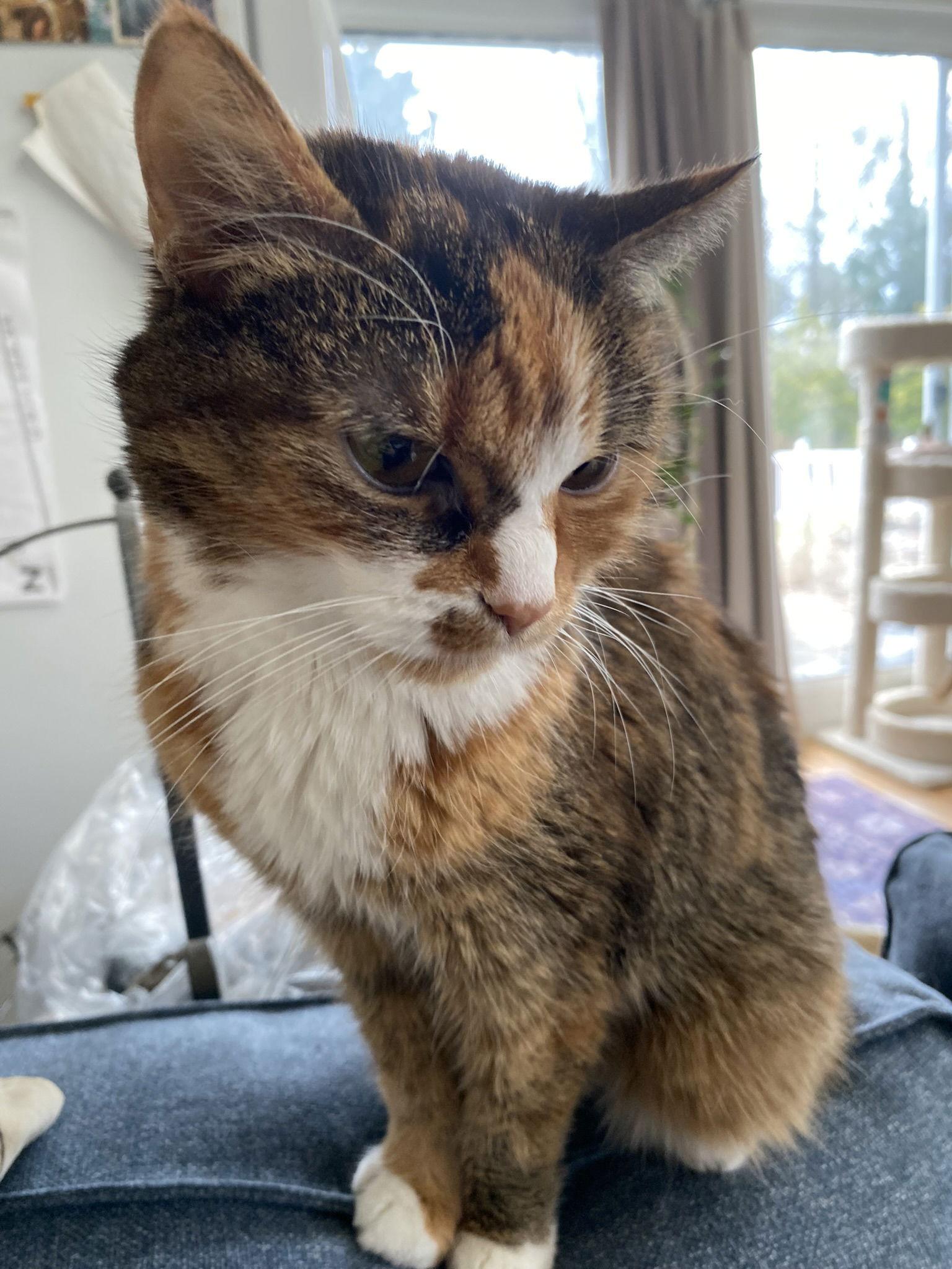 Enlarge Emma (Tiny Senior Sweetheart!), a Adoptable American Shorthair in Pikesville, MD image 3/3