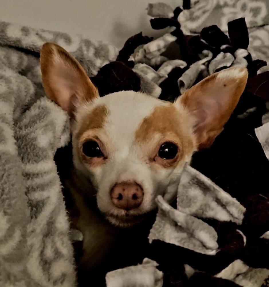 Enlarge Heidi, a Adoptable Chihuahua in Denton, MD image 1/1