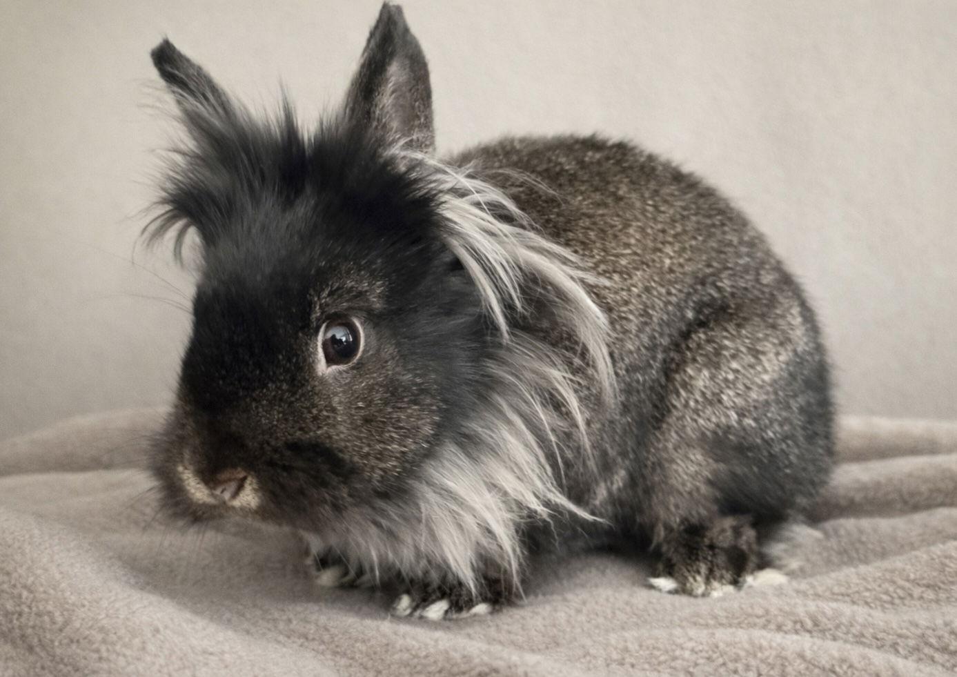 Aris, Adopted, Young Male Lionhead.