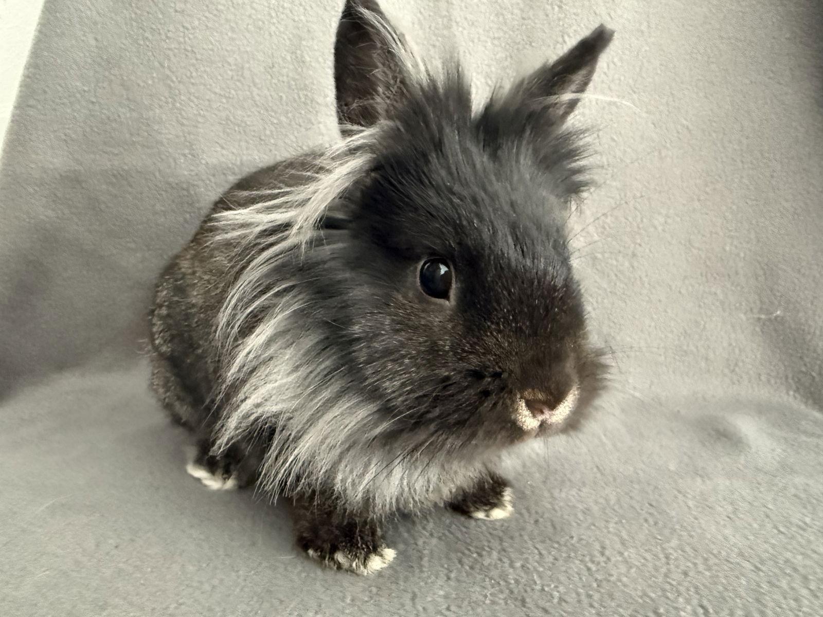 Enlarge Aris, a Adopted Lionhead in Marshfield, WI image 2/3